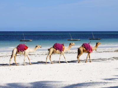 Sahara Adventure Tours in Tunisia – Pol Voyage