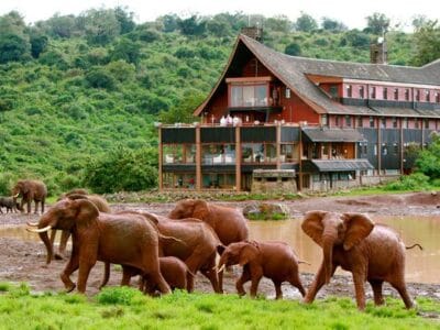 Kenya Safari Adventures with Travellers Tours and Safaris