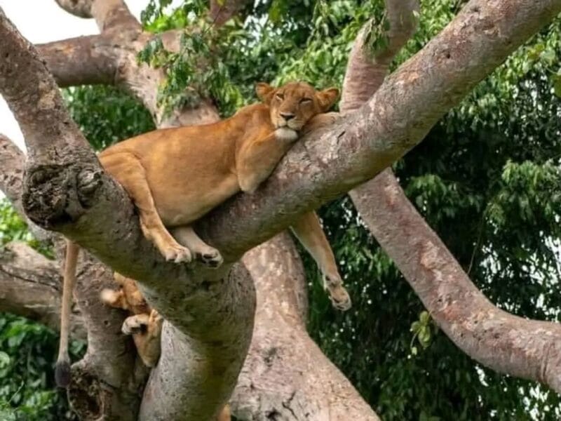 Roama Adventures – Safari, Rafting & Real East Africa Experiences