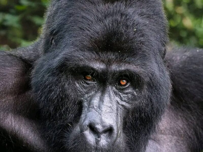 Roama Adventures – Safari, Rafting & Real East Africa Experiences