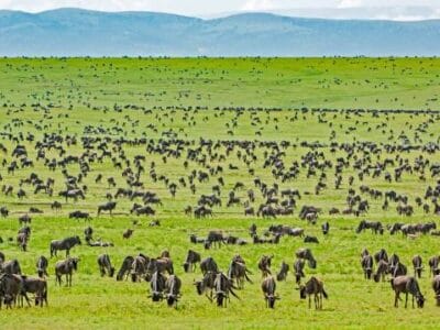 Kenya Safari Adventures with Travellers Tours and Safaris