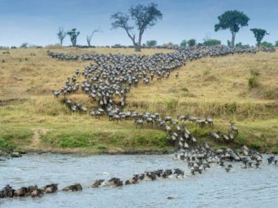 Kenya Safari Adventures with Travellers Tours and Safaris