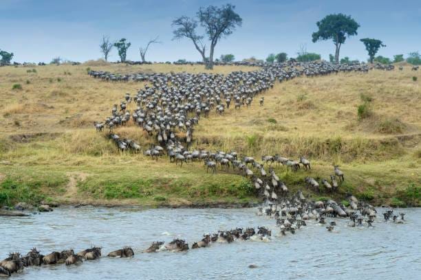 Kenya Safari Adventures with Travellers Tours and Safaris