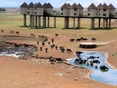 Kenya Safari Adventures with Travellers Tours and Safaris