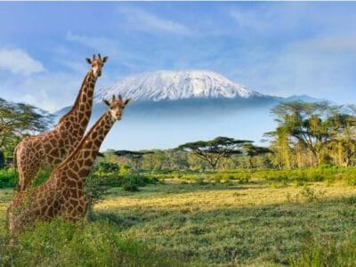 Kenya Safari Adventures with Travellers Tours and Safaris