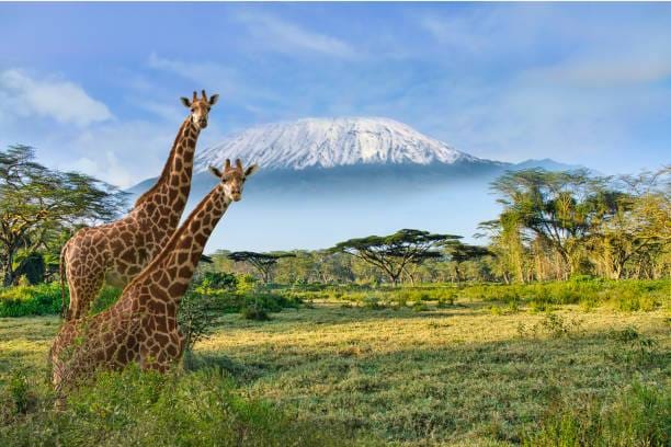 Kenya Safari Adventures with Travellers Tours and Safaris