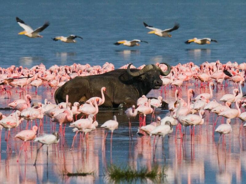 Kenya Safari Adventures with Travellers Tours and Safaris