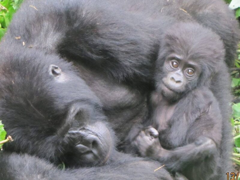 Gorilla Trekking Tours in Uganda & Rwanda | Gorilla Access