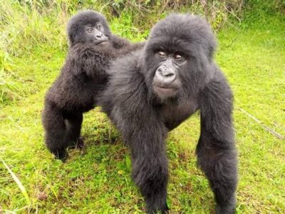 Gorilla Trekking Tours in Uganda & Rwanda | Gorilla Access