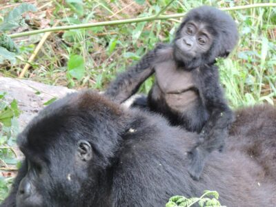 Gorilla Trekking Tours in Uganda & Rwanda | Gorilla Access