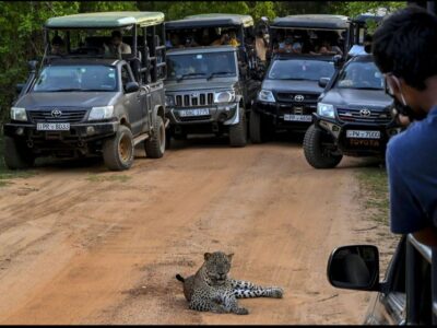 Discover Sri Lanka with Buddi Tours – Beaches, Safari & Unforgettable Adventures