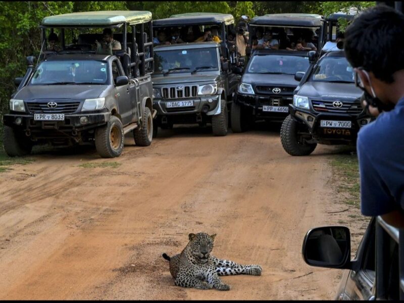 Discover Sri Lanka with Buddi Tours – Beaches, Safari & Unforgettable Adventures