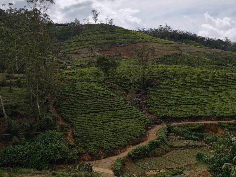 Private Tours Around Sri Lanka – WUS Kumara Tours